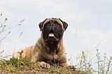 BULLMASTIFF 266